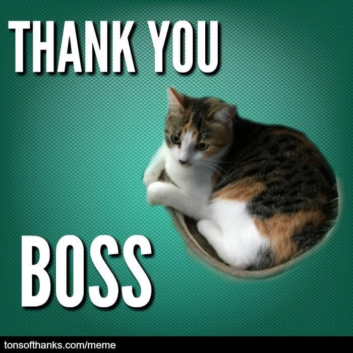 51 Nice Thank You Memes With Cats - thank you boss cat meme