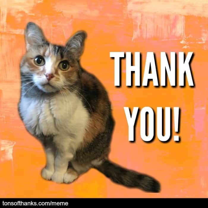 thank you cat meme