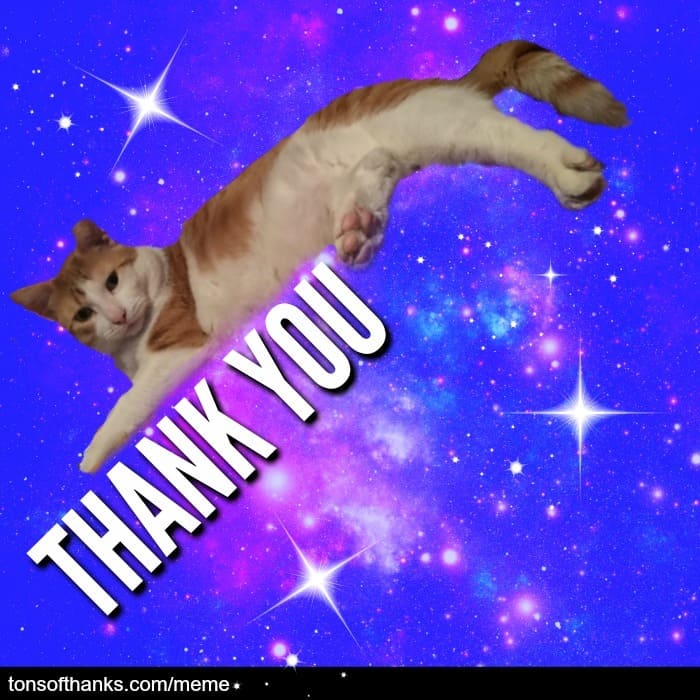 51 Nice Thank You Memes With Cats