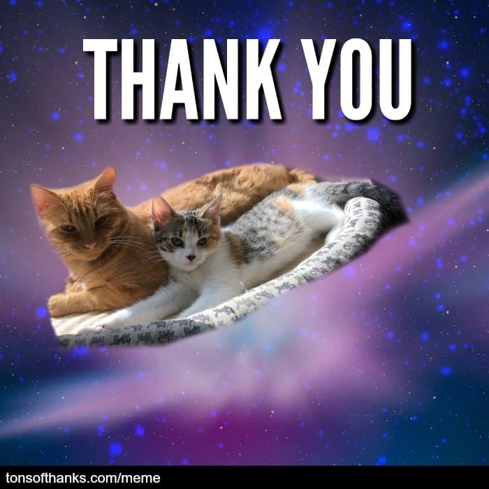 Thank You Cat Meme | Images and Photos finder