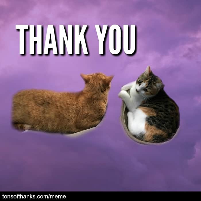 51 Nice Thank You Memes With Cats