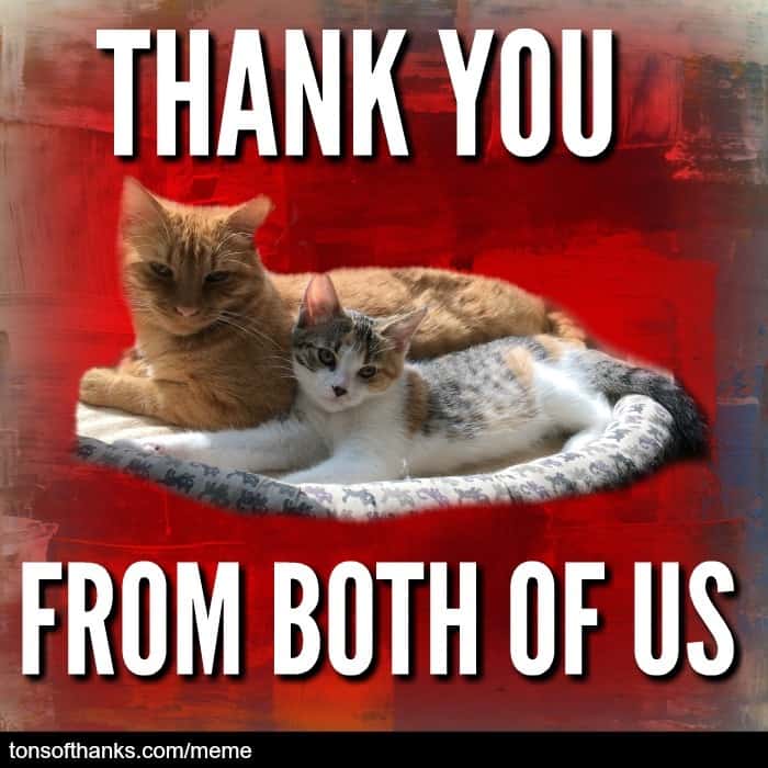 51 Nice Thank You Memes With Cats Tons Of Thanks 6685