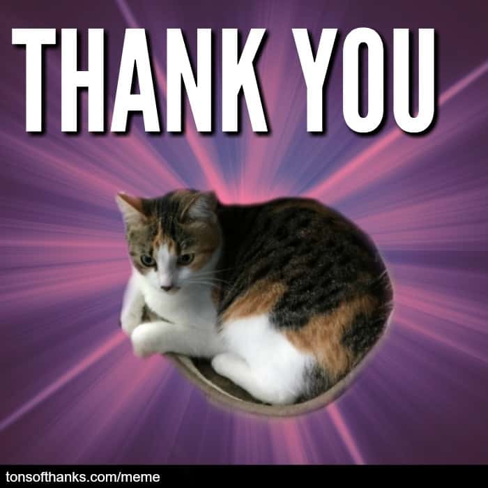 51 Nice Thank You Memes With Cats