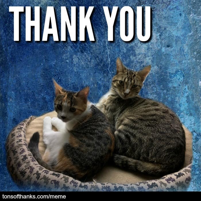 51 Nice Thank You Memes With Cats