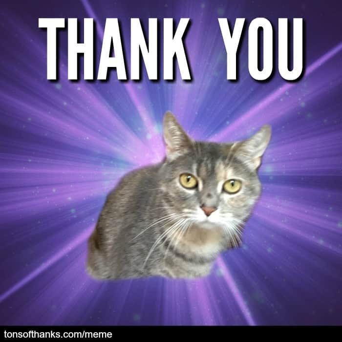 51 Nice Thank You Memes With Cats