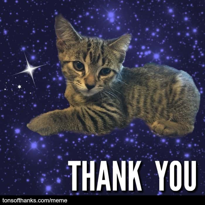 51 Nice Thank You Memes With Cats 1922