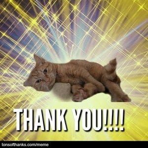 51 Nice Thank You Memes With Cats Tons Of Thanks