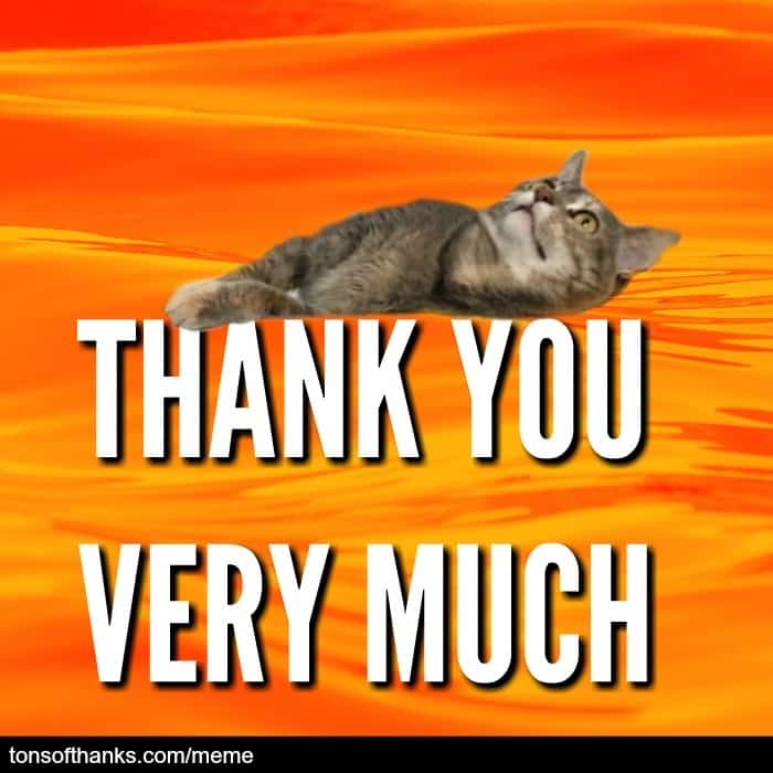 51 Nice Thank You Memes With Cats