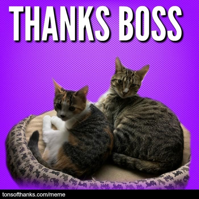 51 Nice Thank You Memes With Cats