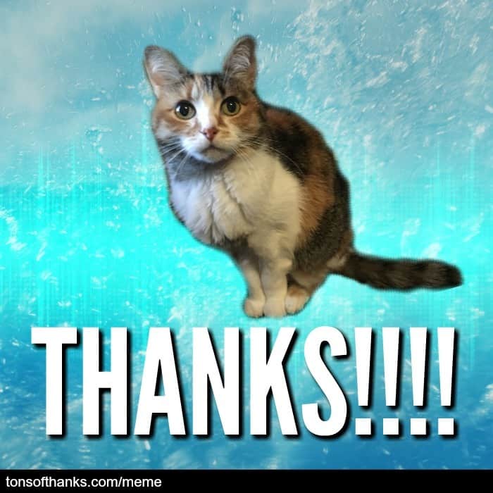 51 Nice Thank You Memes With Cats