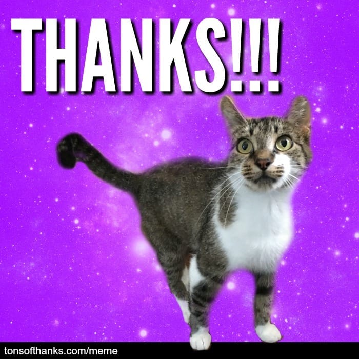 51 Nice Thank You Memes With Cats