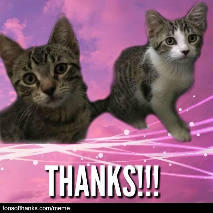 kittens saying thanks