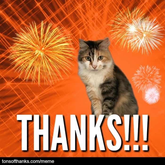 51 Nice Thank You Memes With Cats