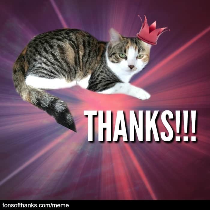 51 Nice Thank You Memes With Cats