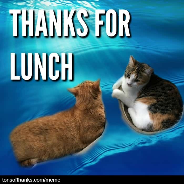 51 Nice Thank You Memes With Cats