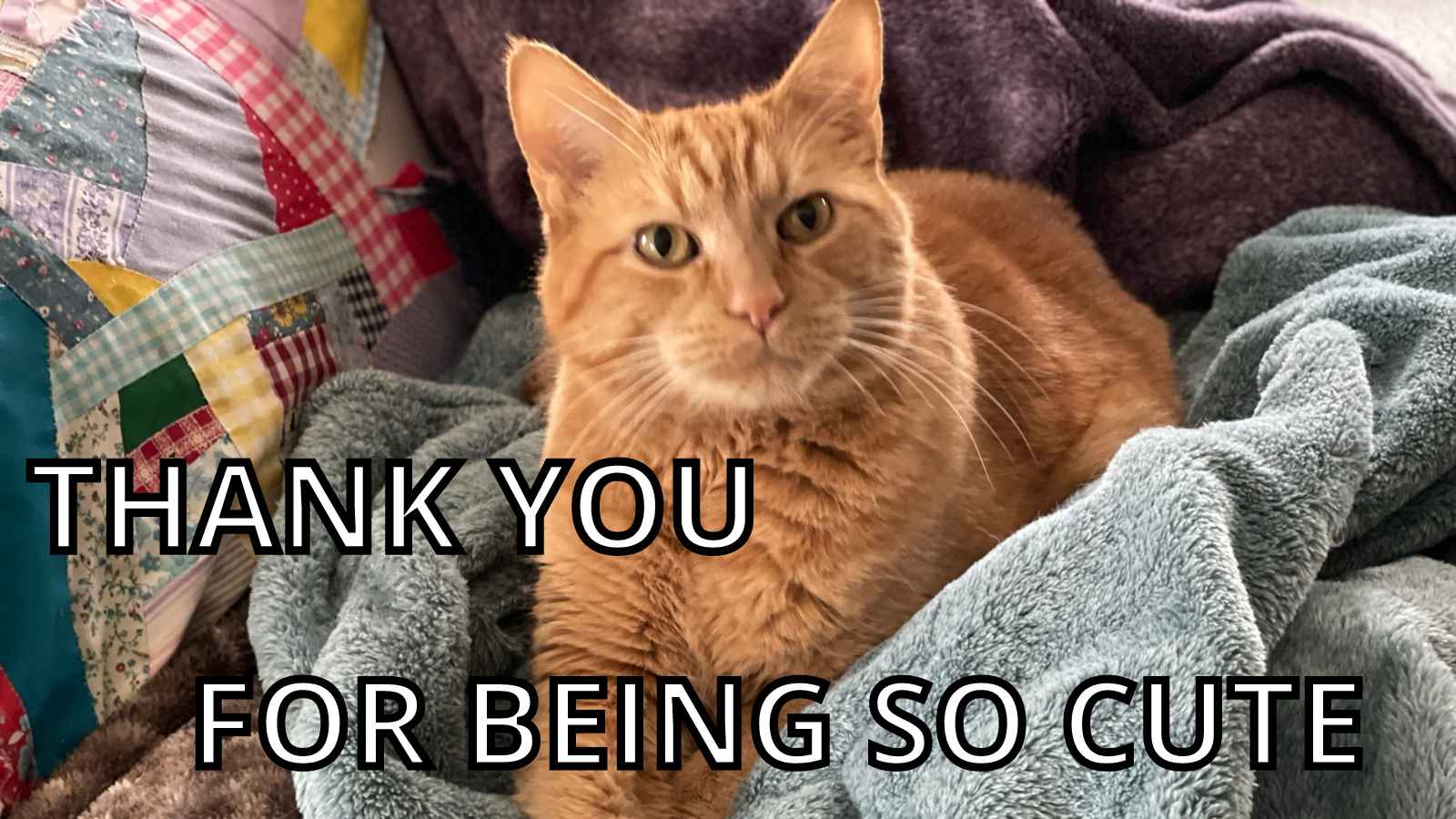 Cat Thank You Meme - Thank You For Being So Cute