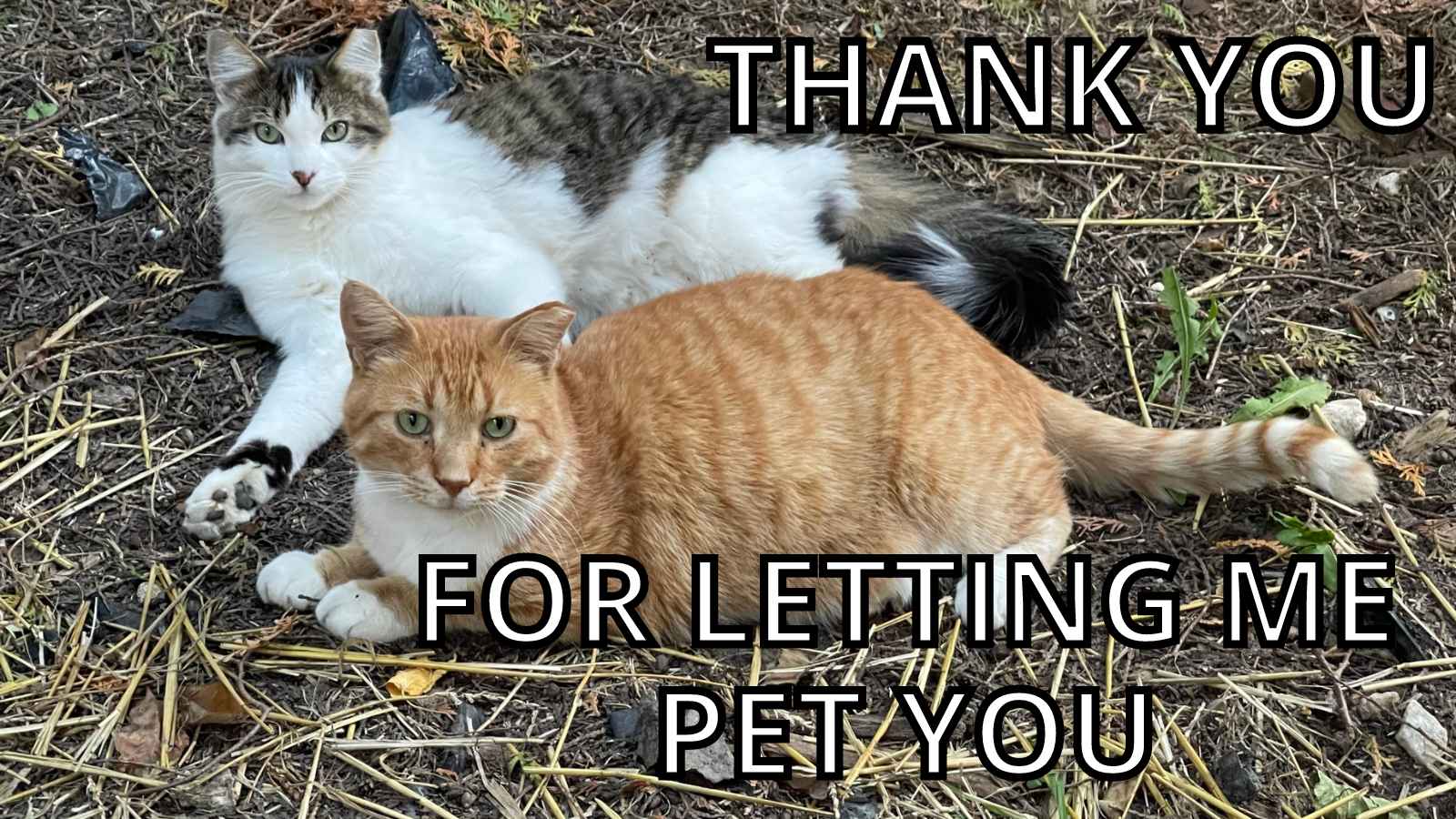 Cat Thank You Meme - Thank You For Letting Me Pet You