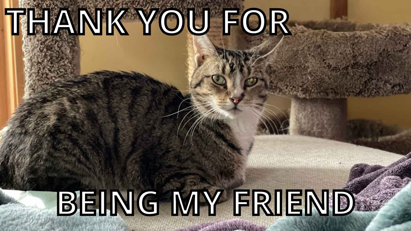 Cat Thank You Meme - Thank You For Being My Friend