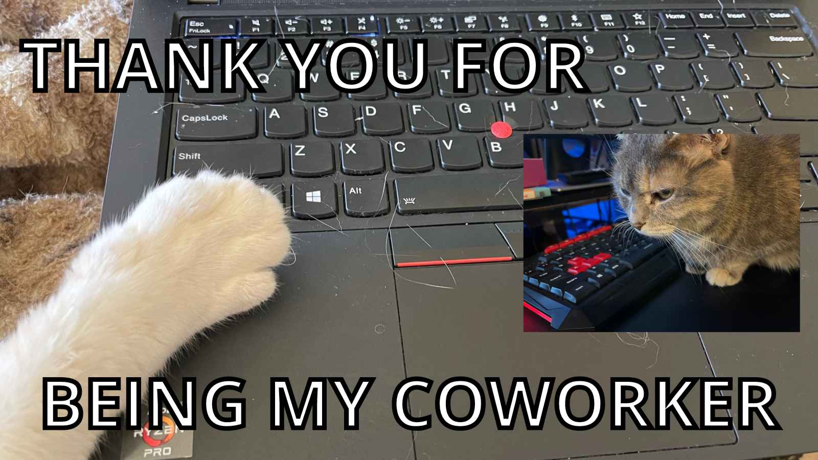 Cat Thank You Meme - Thank You For Being My Coworker