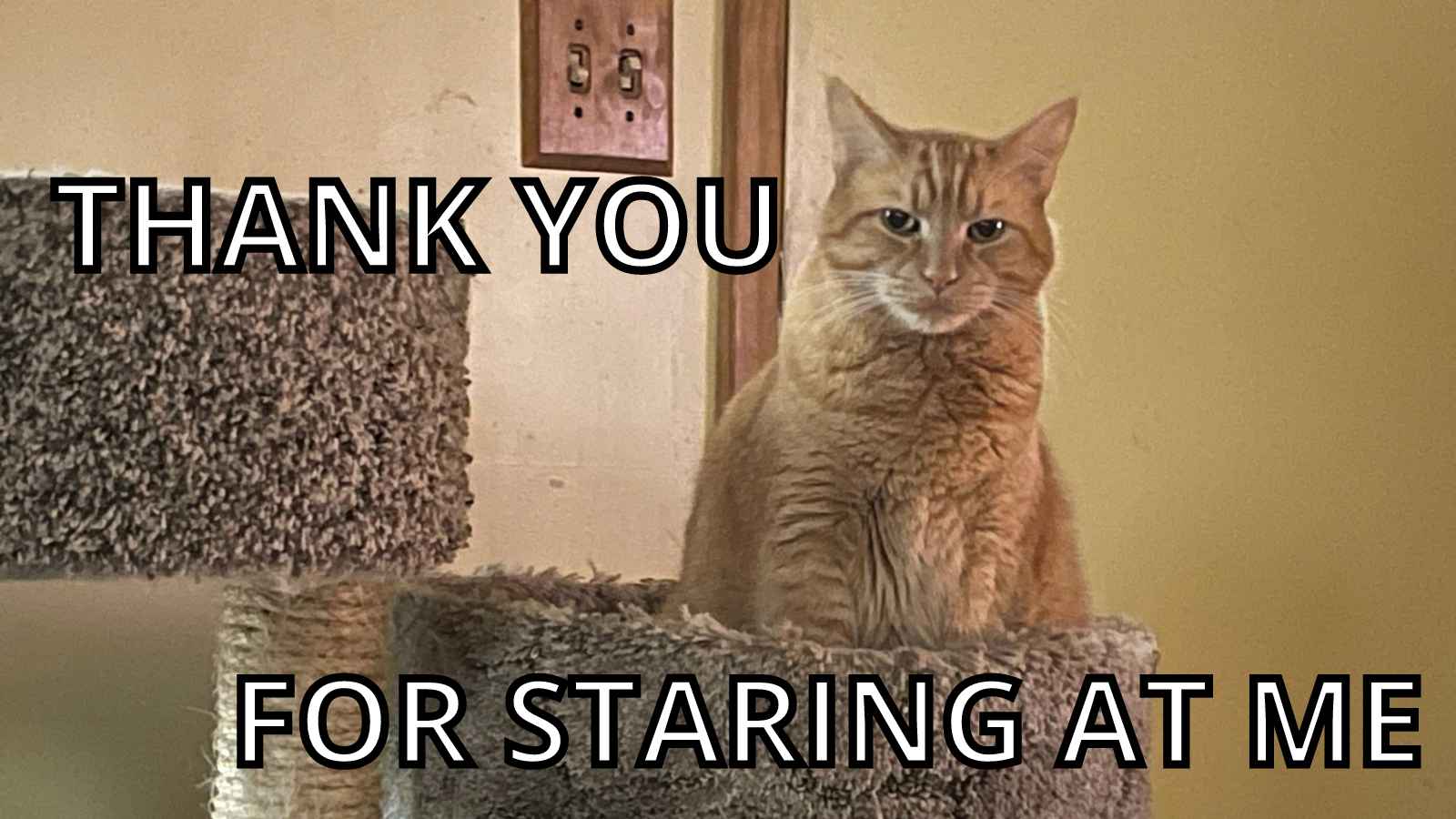 Cat Thank You Meme - Thank You For Staring At Me