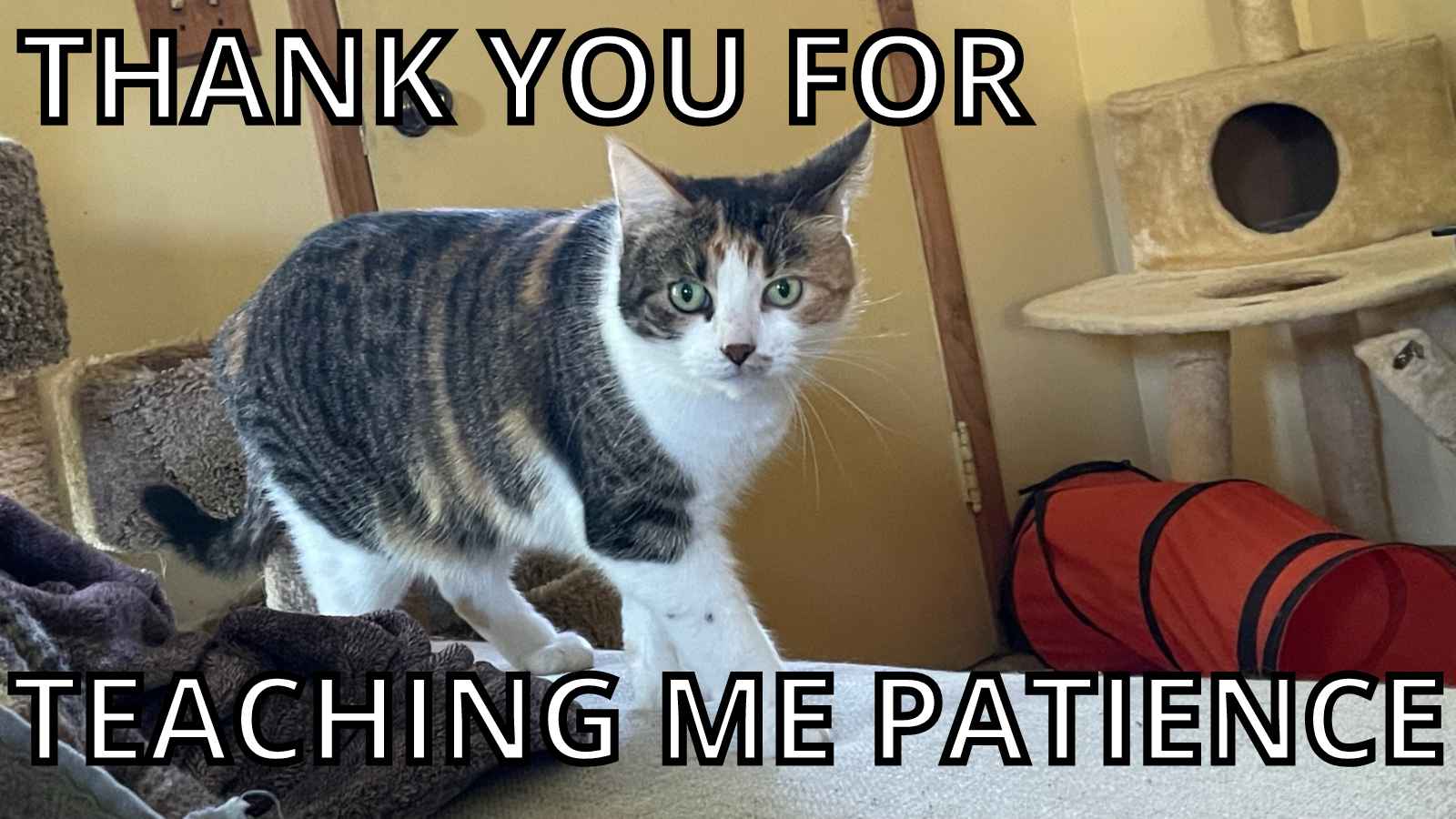 Cat Thank You Meme - Thank You For Teaching Me Patience