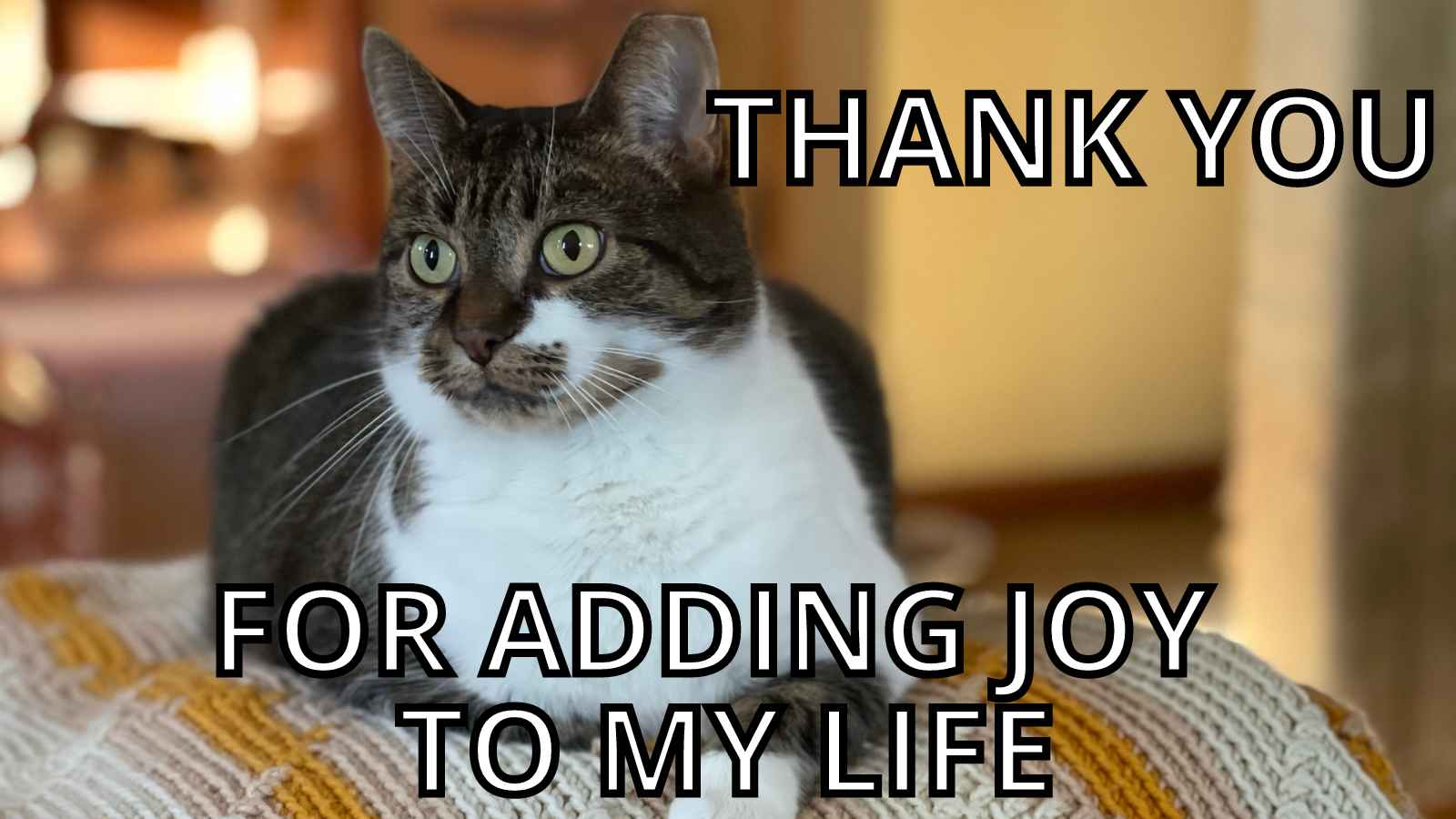 Cat Thank You Meme - Thank You For Adding Joy To My Life