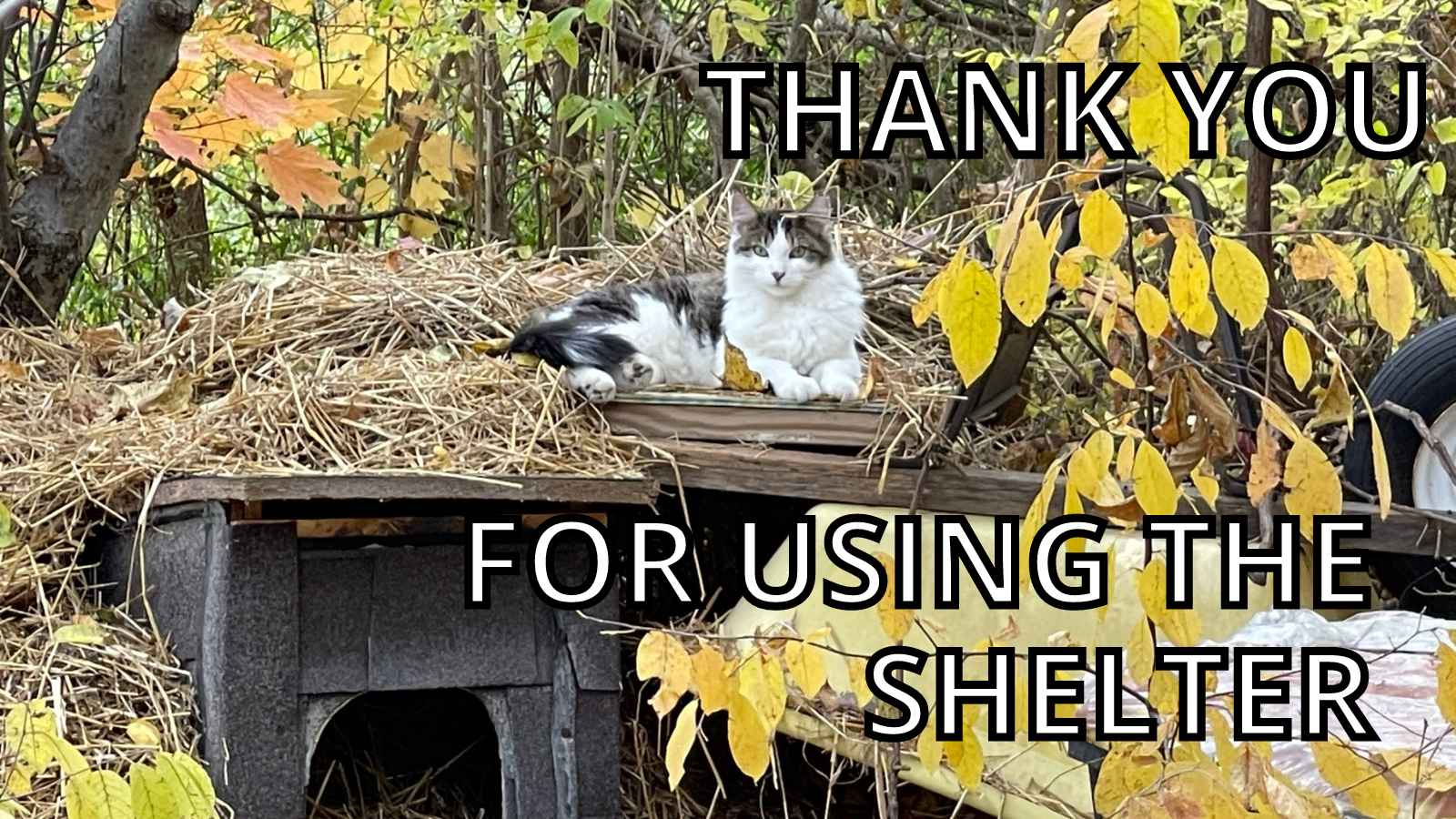 Cat Thank You Meme - Thank You For Using The Shelter