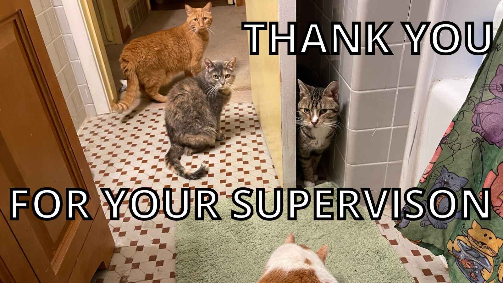 Cat Thank You Meme - Thank You For Your Supervision