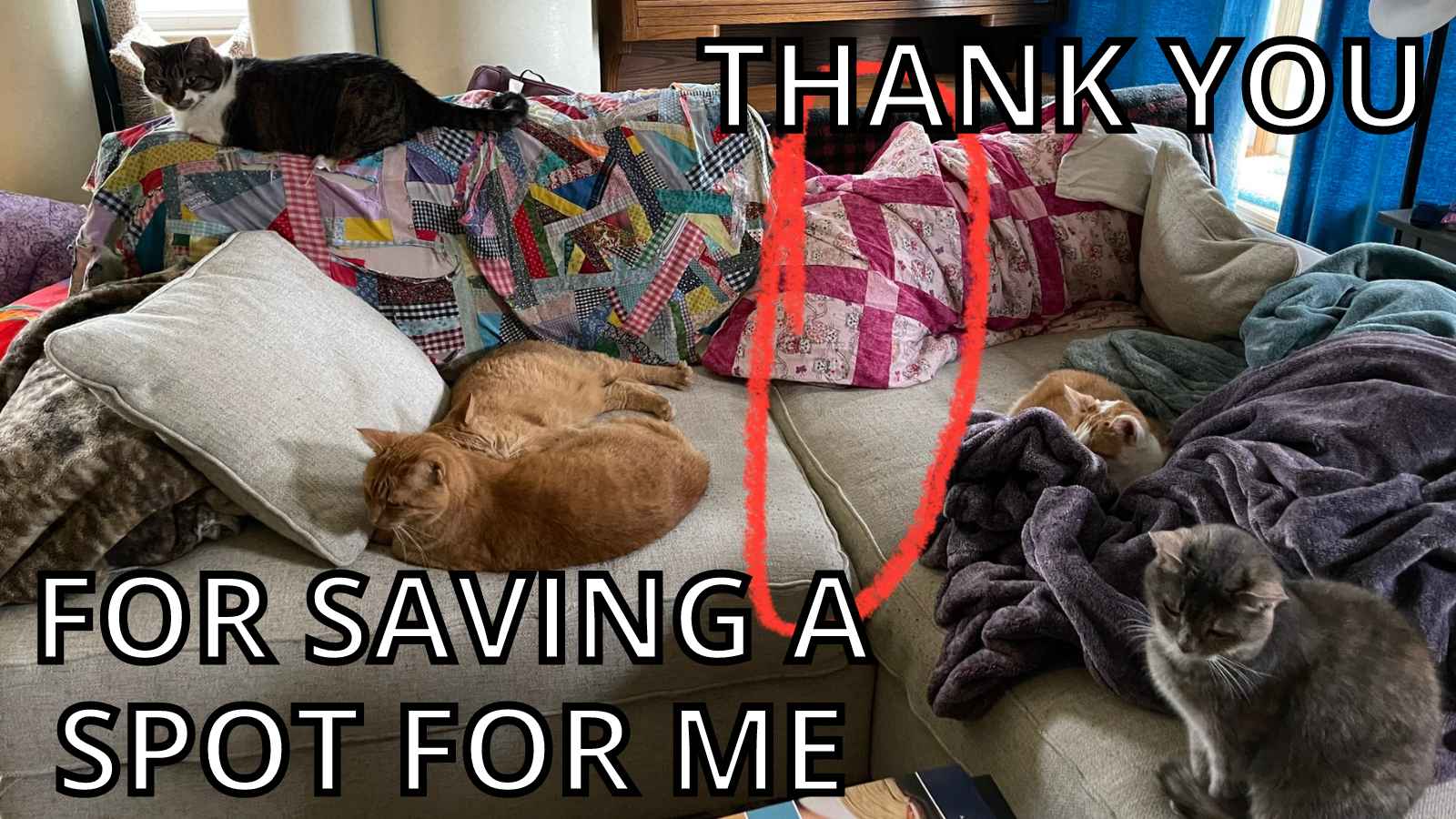 Cat Thank You Meme - Thank You Saving a Spot for Me