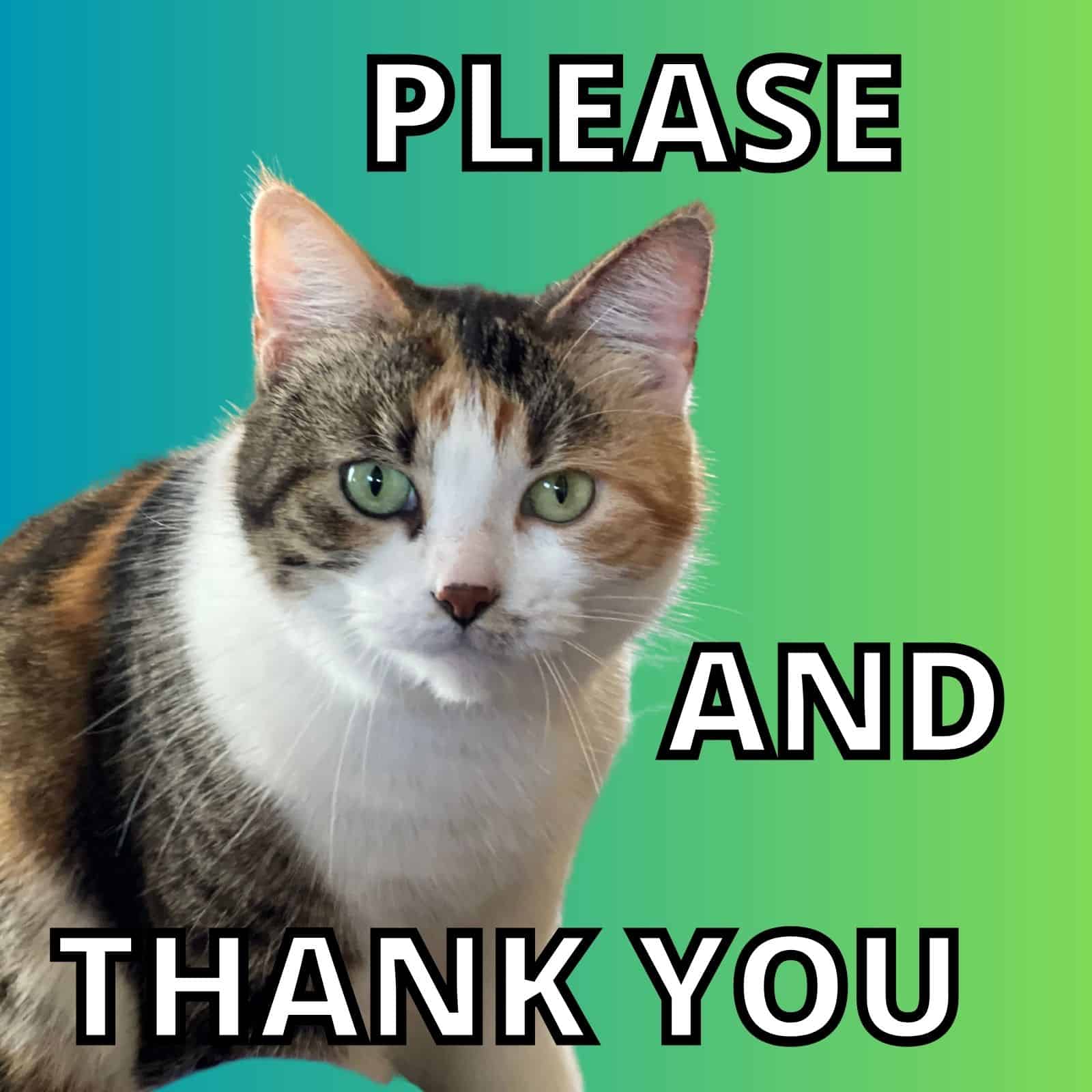 56 Cute Cat Thank You Memes