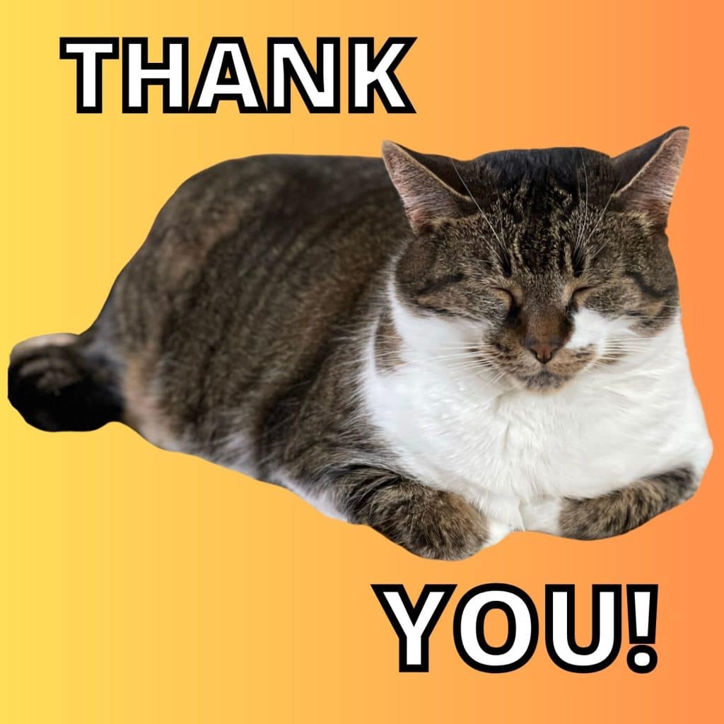 Thank You Meme Cat