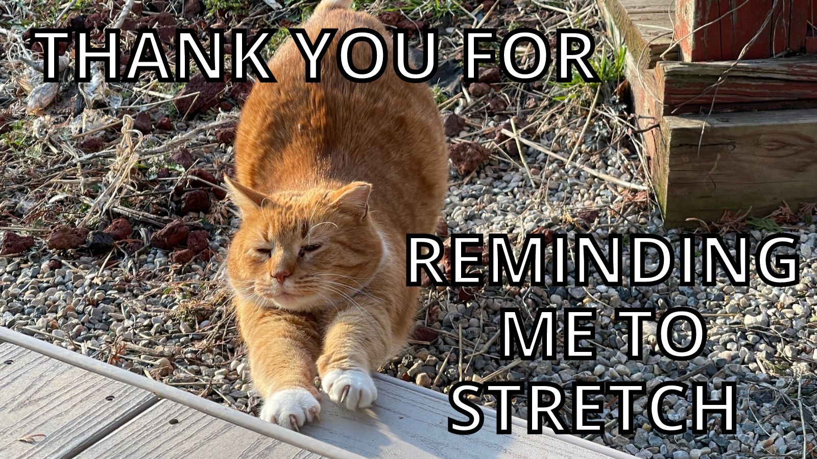 Thank You Message to the Cat