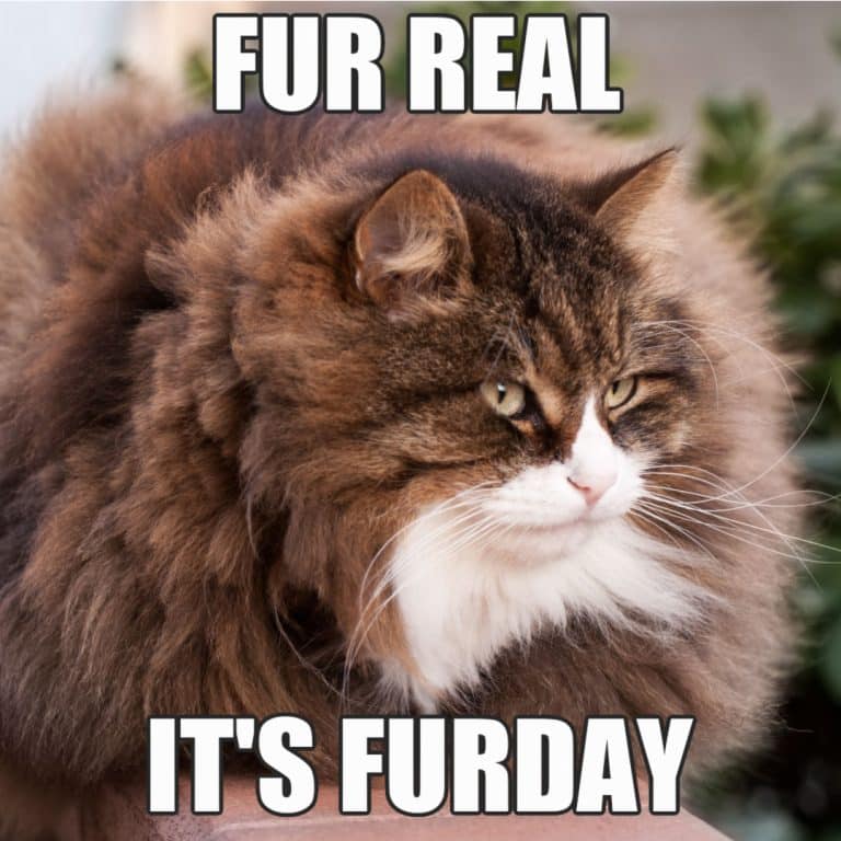 34-hilarious-friday-memes-to-laugh-your-way-into-the-weekend