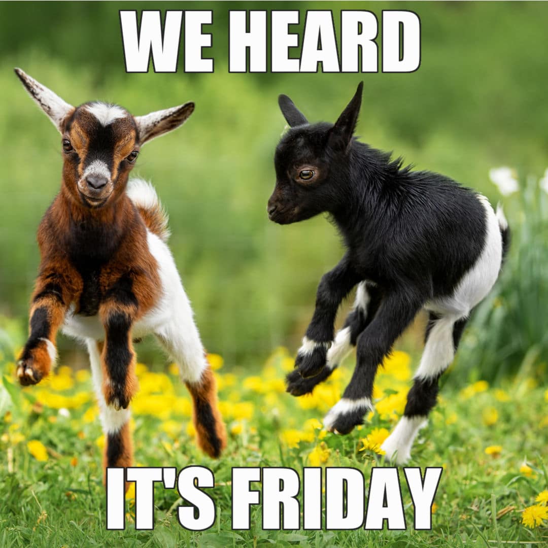 Happy Friday Animal Meme