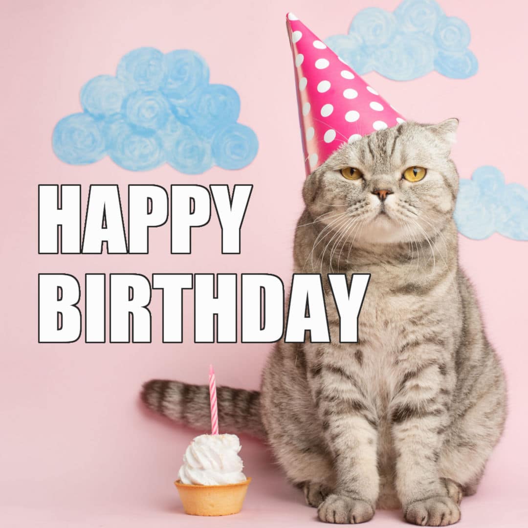 Cat Happy Birthday Meme