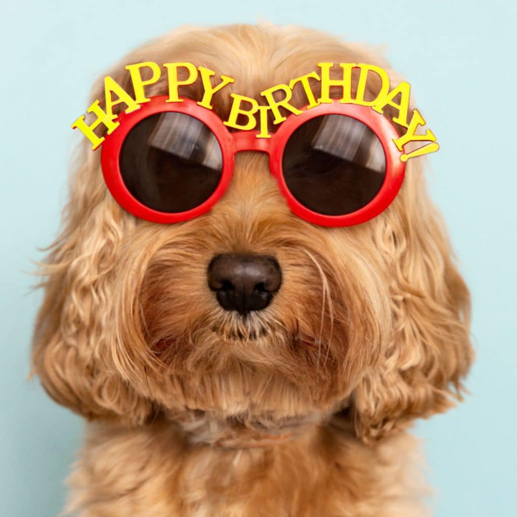 21 Funny Birthday Memes That Will Make You Smile