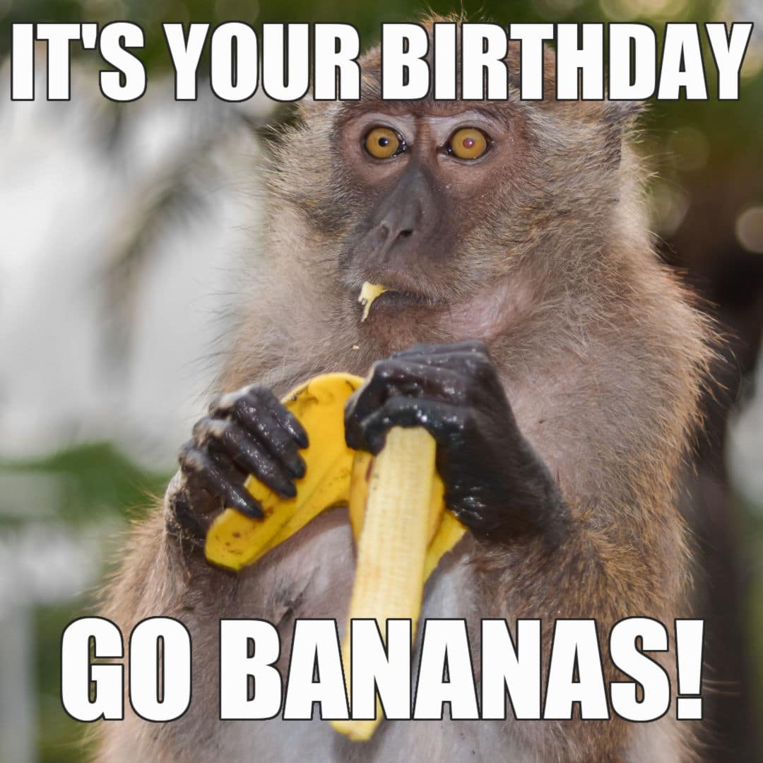 12+ Monkey Birthday Meme