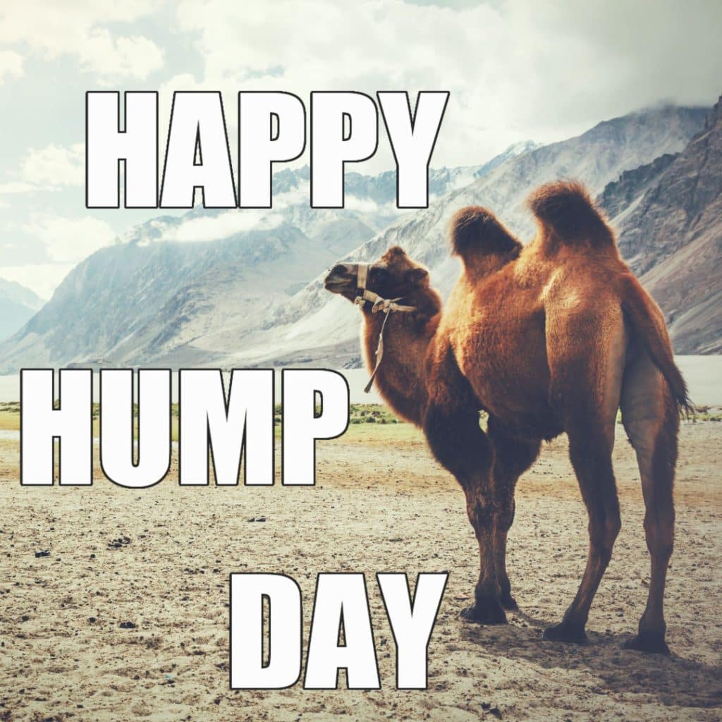 Yes We Know Its Hump Day Memes Funny Hump Day Memes Hump Day Quotes Yes We Know Its Hump Day Memes Funny Hump Day Memes Hump Day Quotes