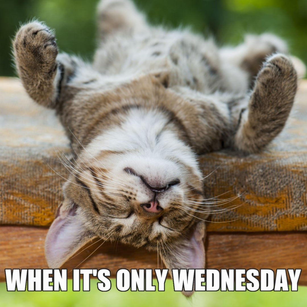 It's only Wednesday Cat Meme