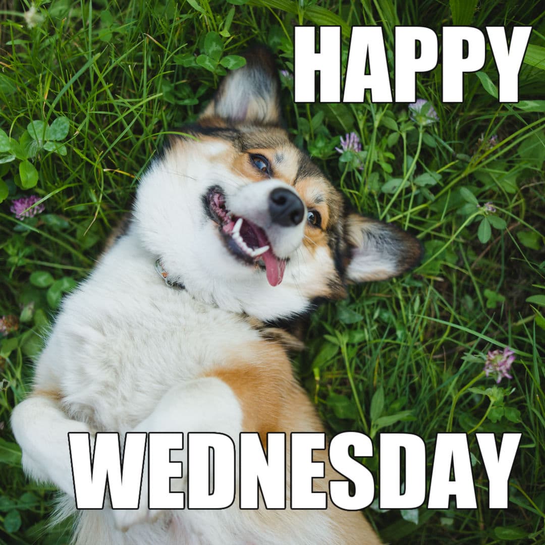 happy wednesday funny dog