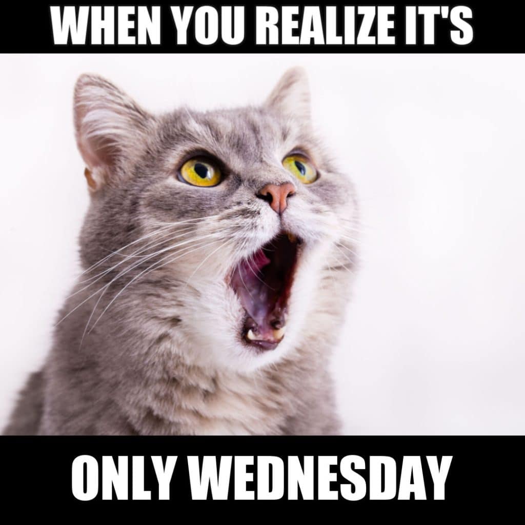 25 Cute Wednesday Memes To Make You Smile On Hump Day