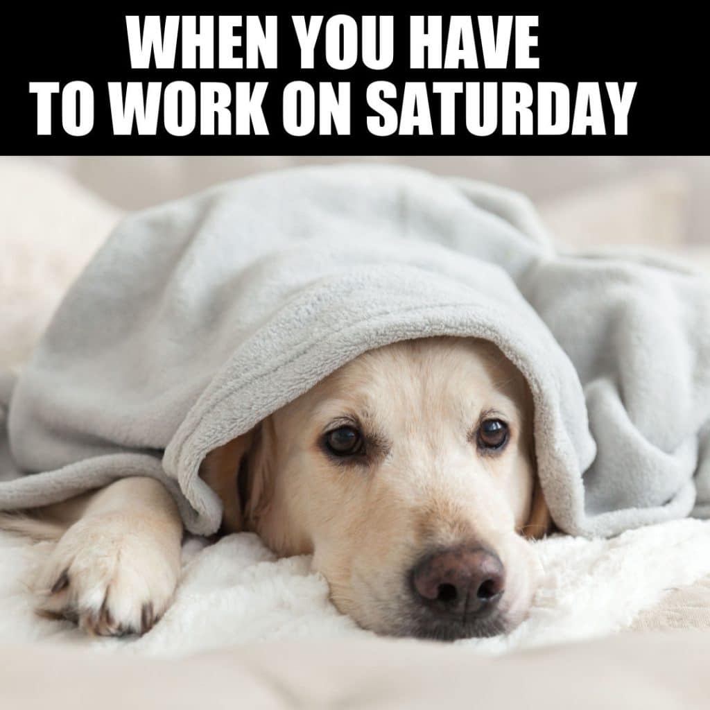 20 Funny Saturday Memes To Make You Smile Or Giggle