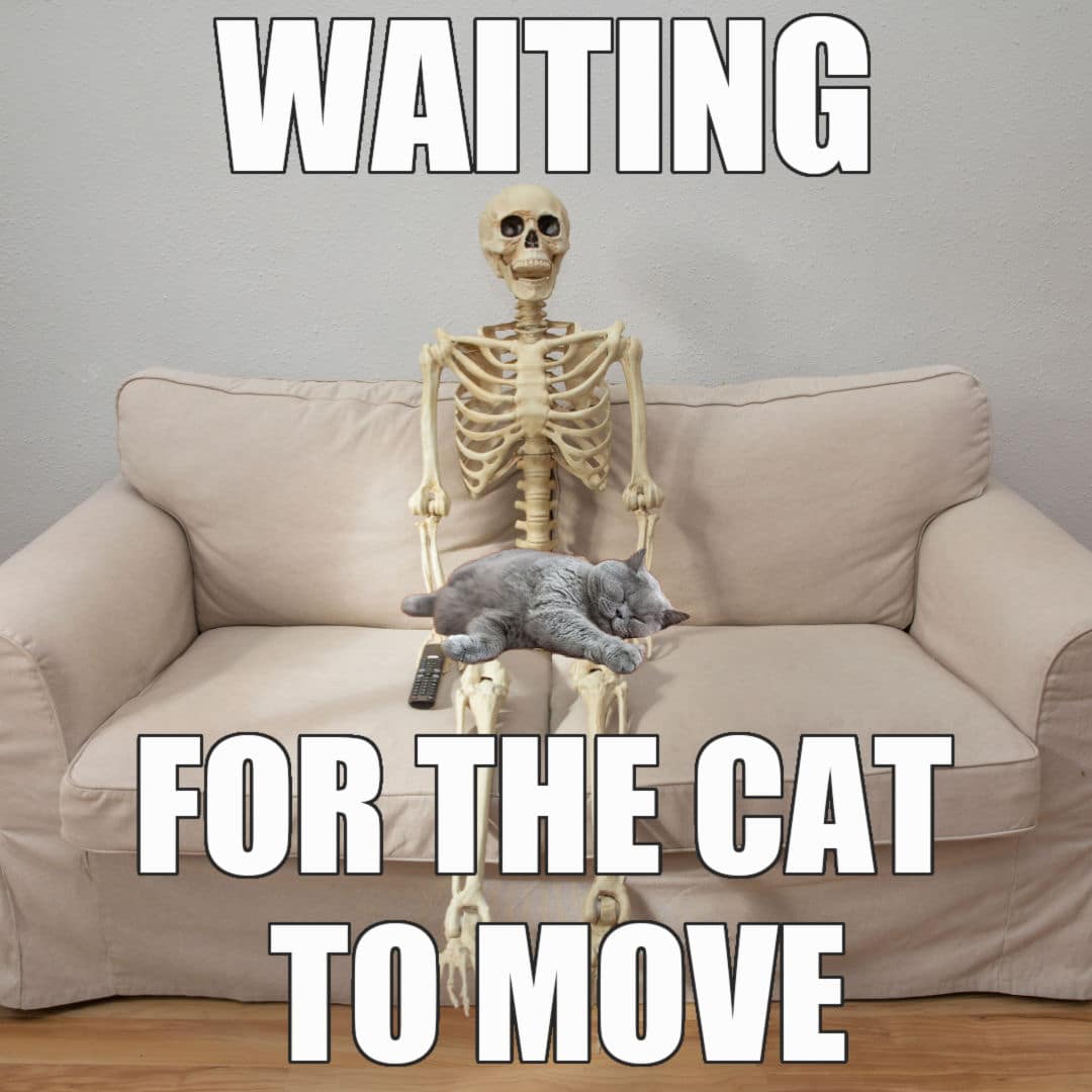 Skeleton Waiting Meme - Waiting For The Cat To Move