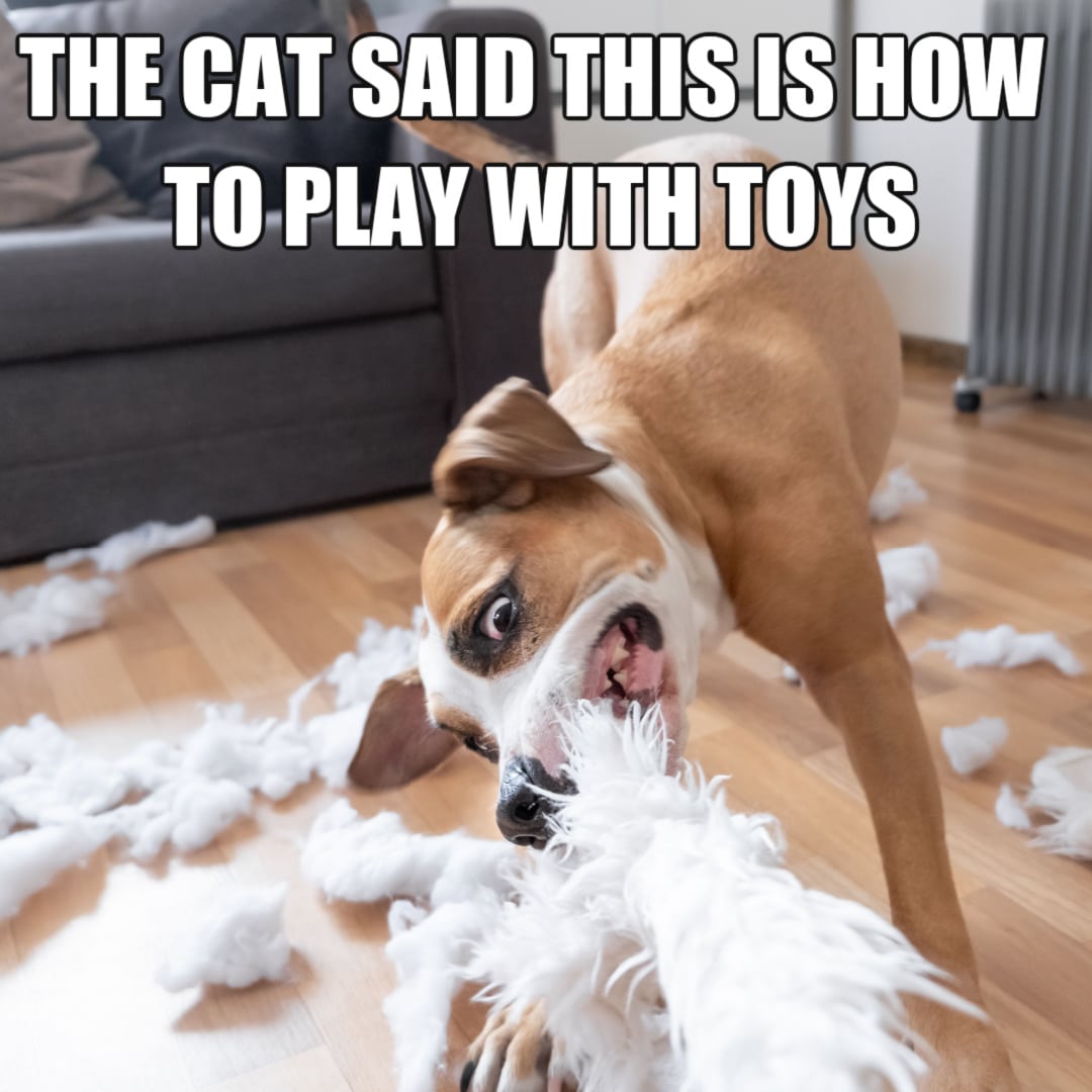 Animal Memes - Dog blaming cat