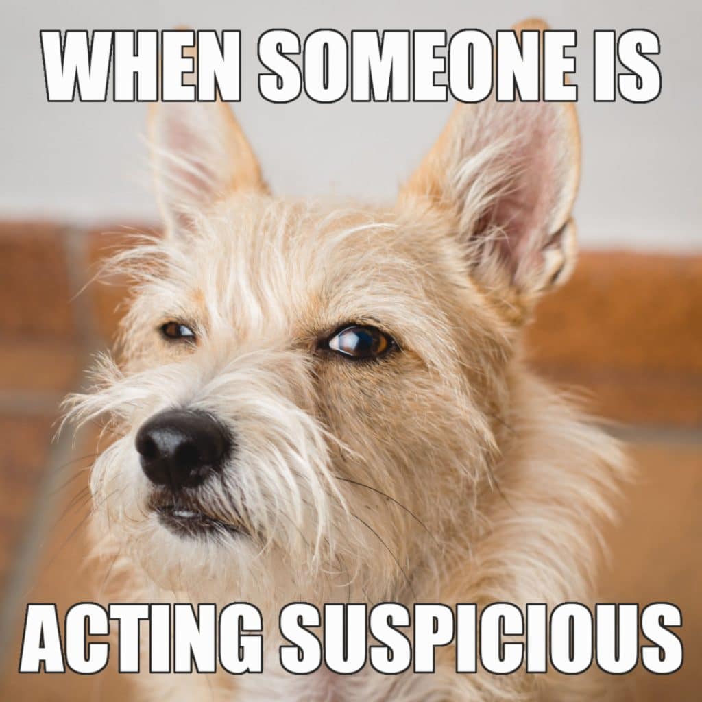 21 Funny Animal Memes That Will Make You Smile 21 Funny Animal Memes That Will Make You Smile