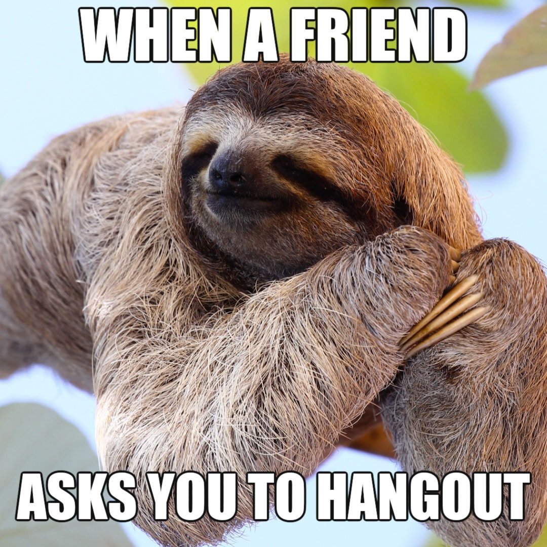 Animal Memes - Cute Sloth Hanging Out