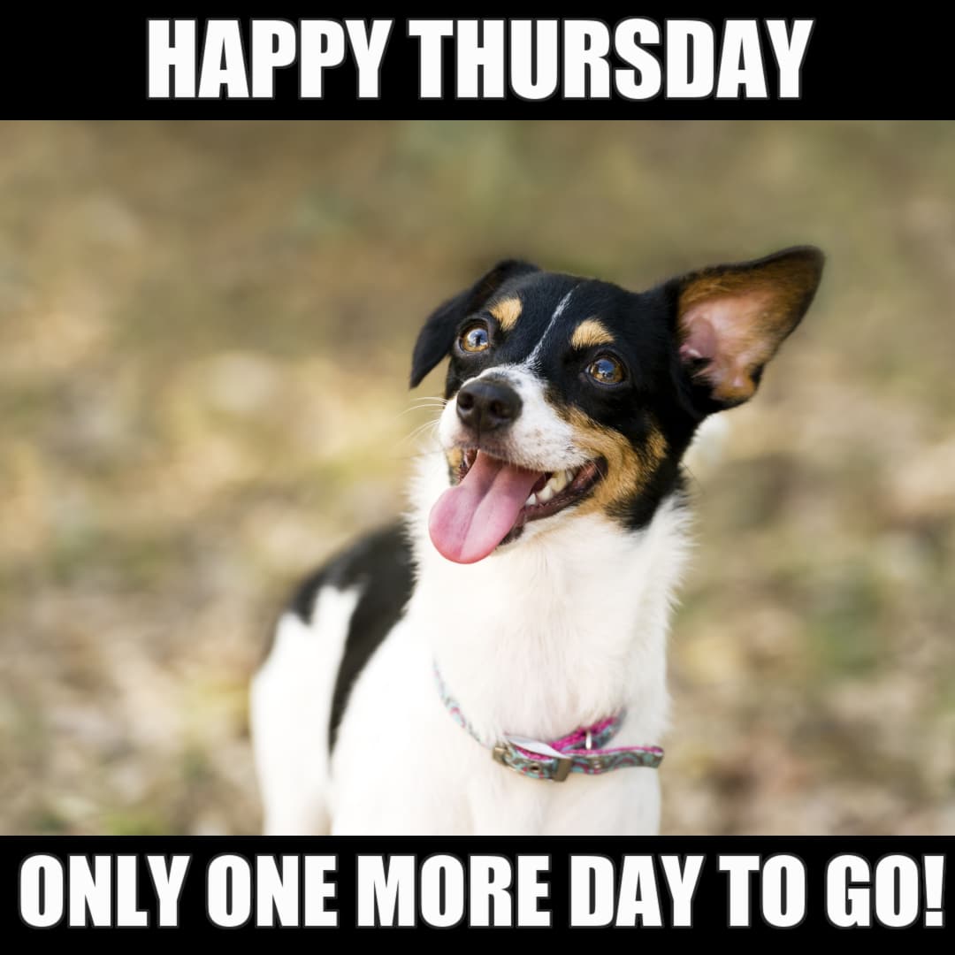 happy thursday dog