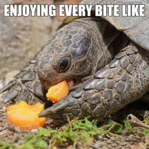 17 Cute Turtle Memes To Make You Smile or LOL