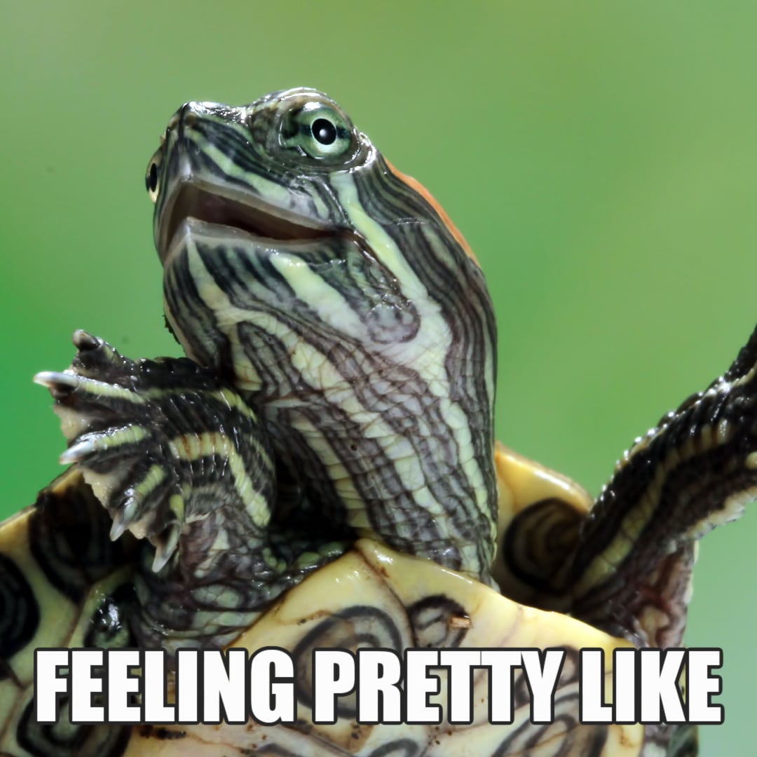 11 Funny Turtle Memes That Will Make You Smile 