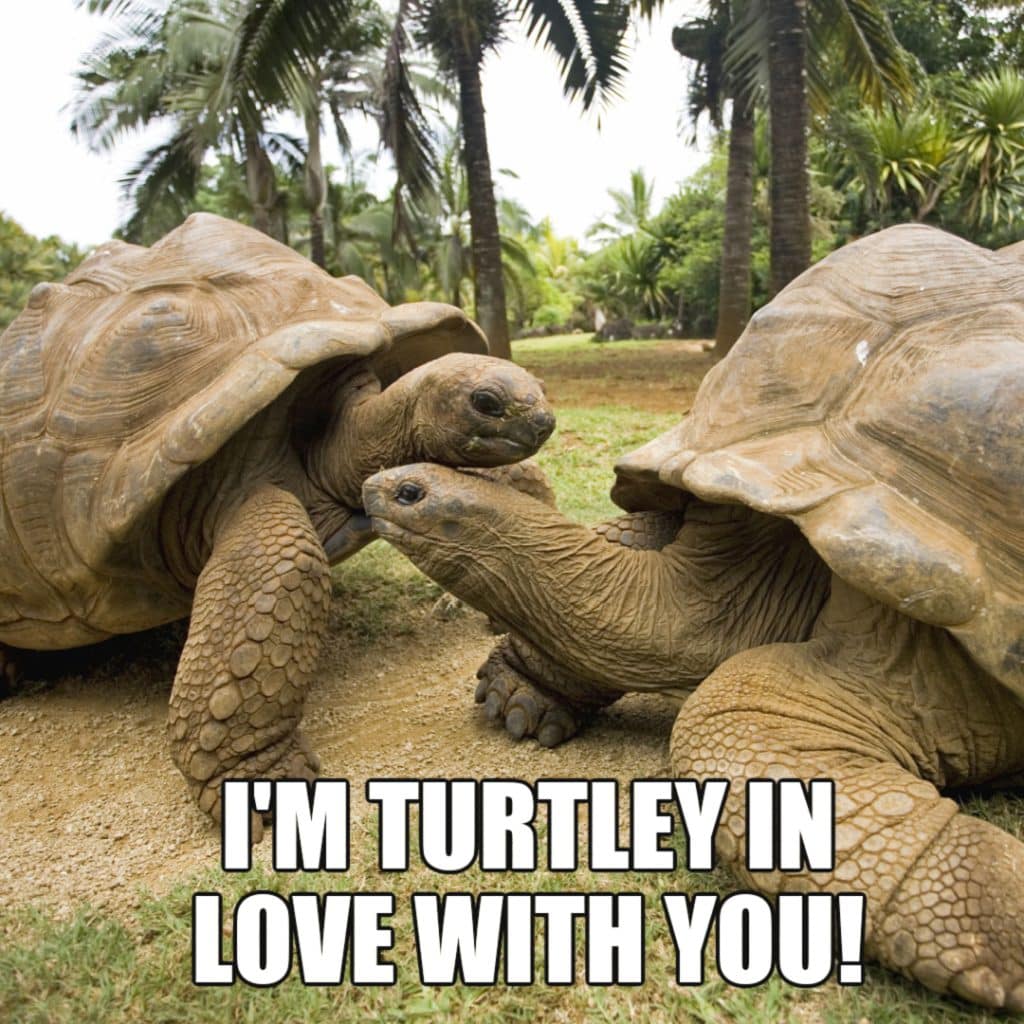 17 Cute Turtle Memes To Make You Smile Or LOL 17 Cute Turtle Memes To Make You Smile Or LOL